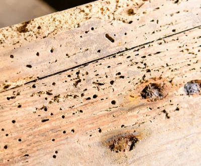 Wood_bug.PNG